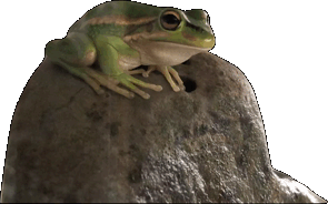 Froggy